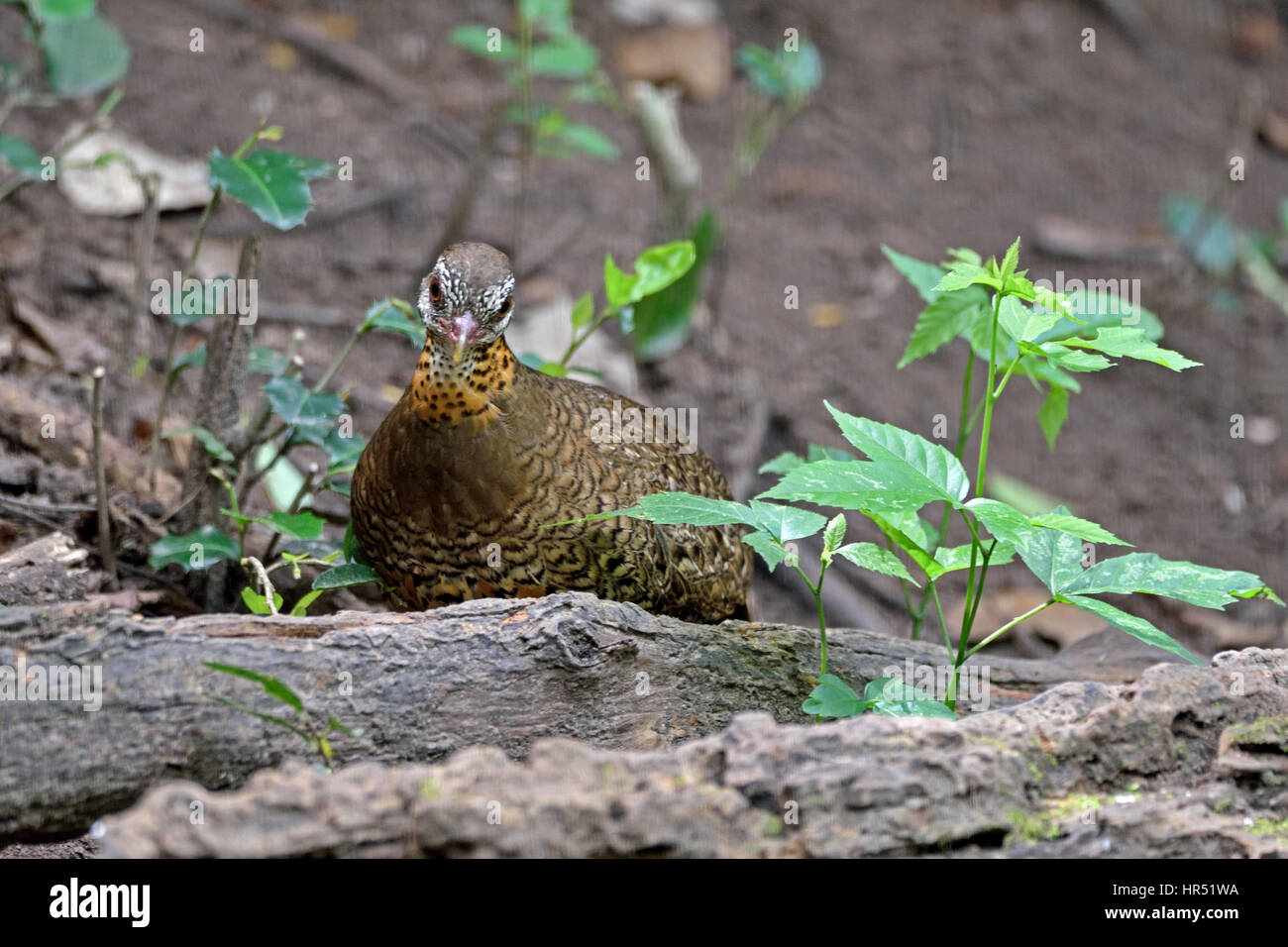Asian partridge hi-res stock photography and images - Alamy