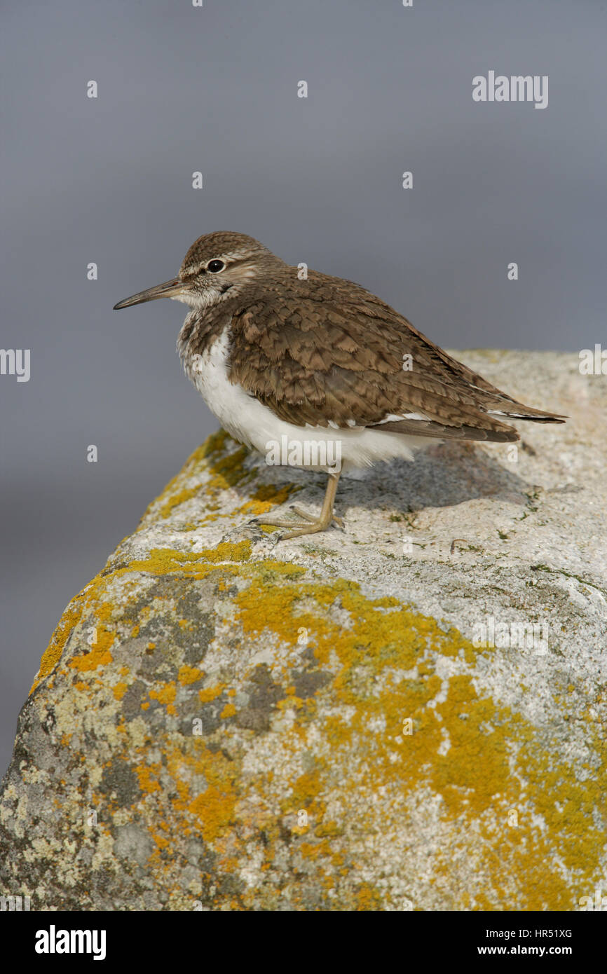 Common Sandpiper Actitis hypoleucos perched on a rock at Lochindorb Scotland Stock Photo