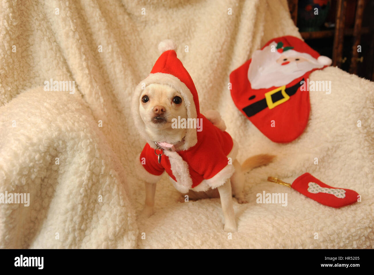 chihuahua dog in Santa Outfit Stock Photo