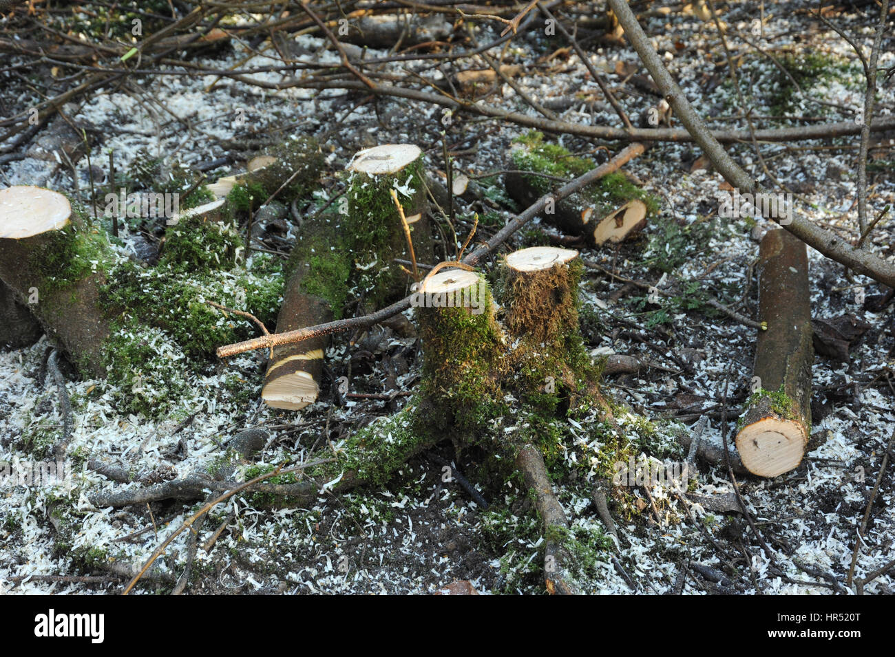 sawn tree stumps Stock Photo