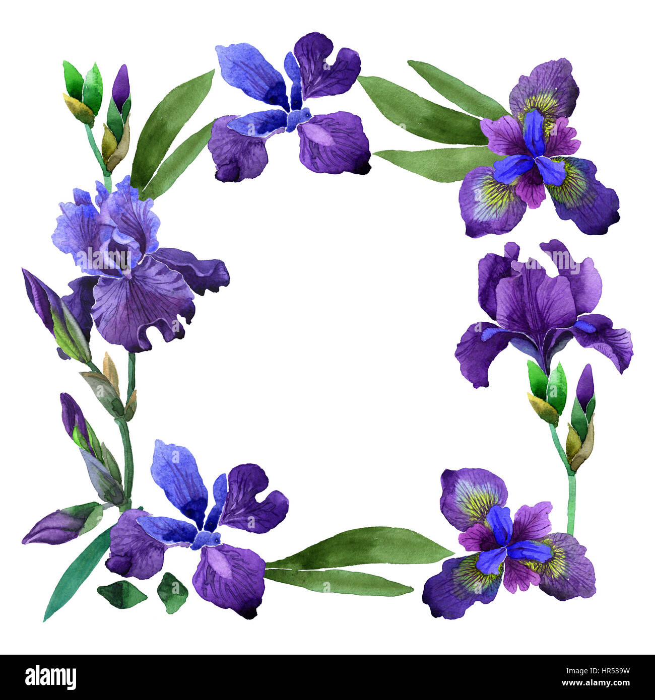 Iris Flower Watercolour Hi Res Stock Photography And Images Page 11 Alamy