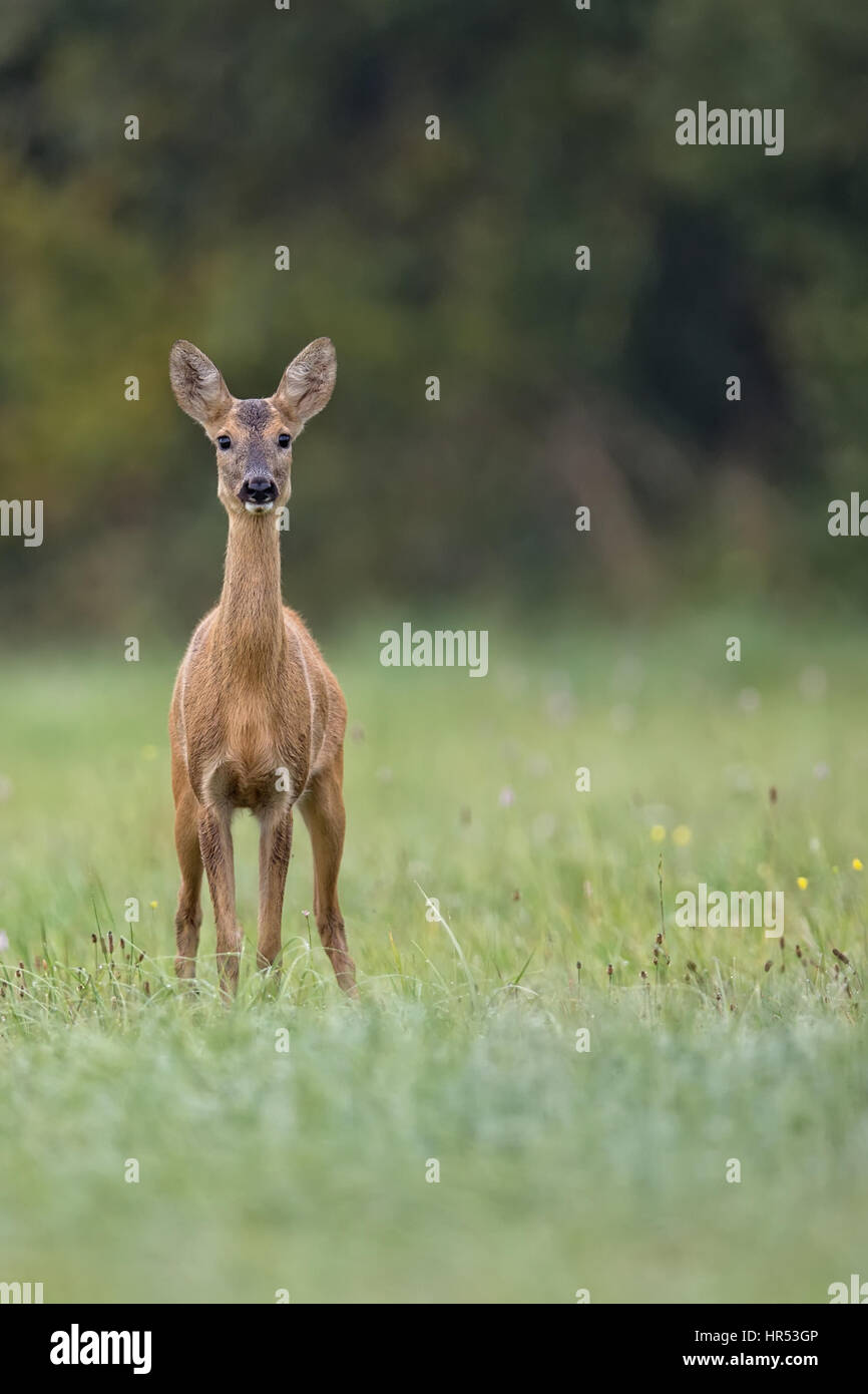 Roe deer in a clearing in the wild Stock Photo