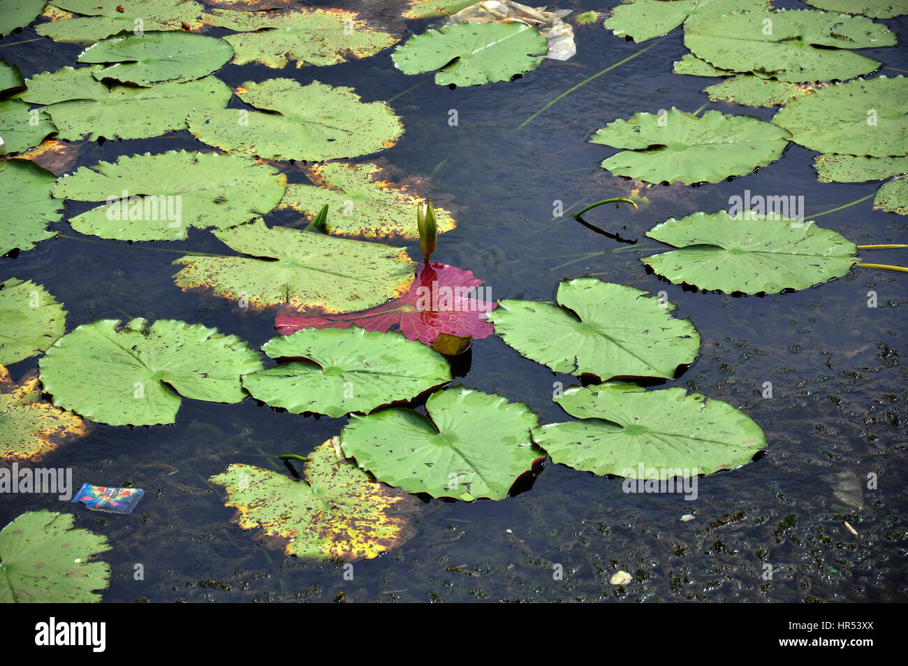 Lotus Pond In Kerala, Lake Garden Stock Image, India (Photo Copyright