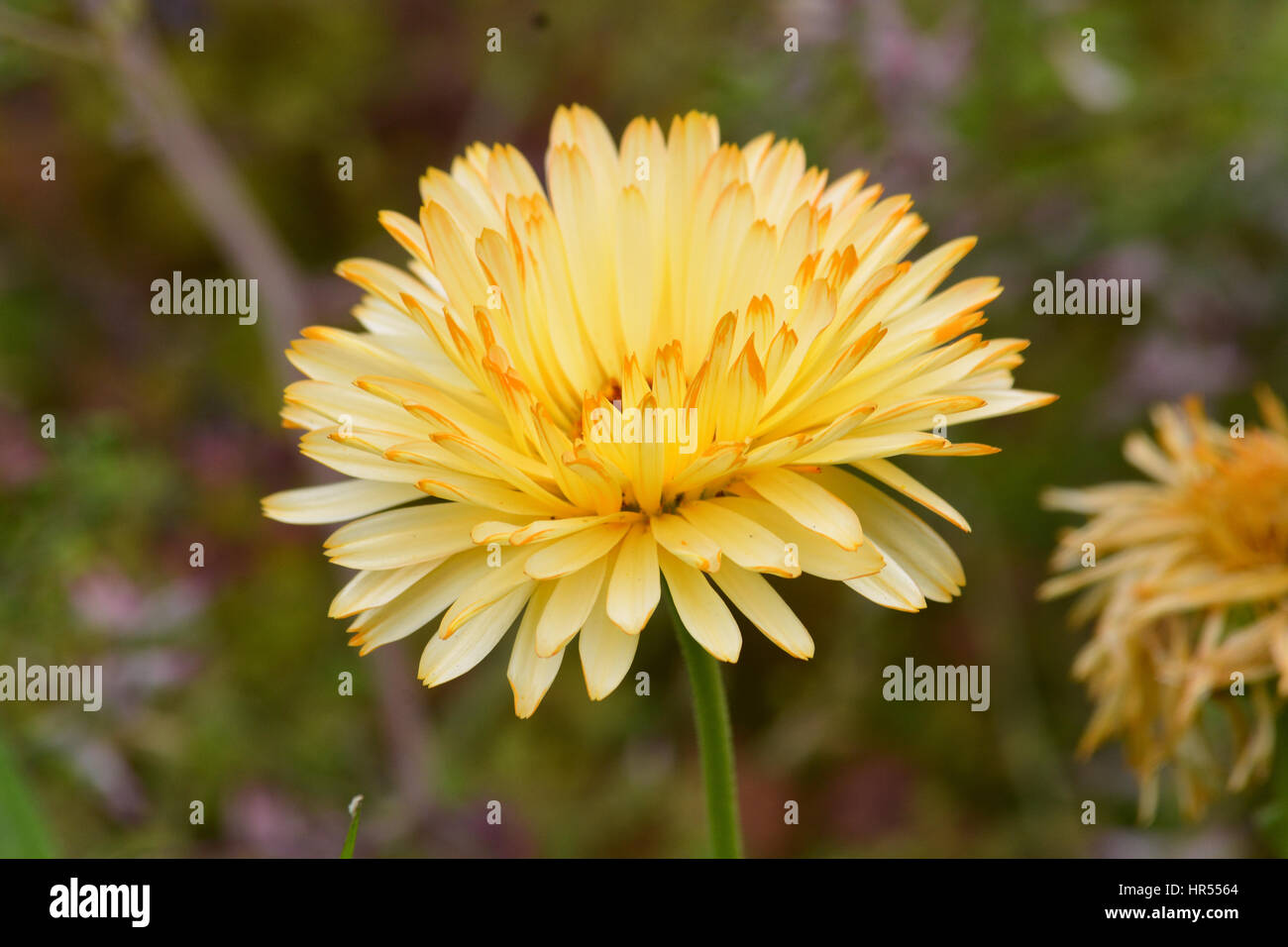Yellow flower . Stock Photo