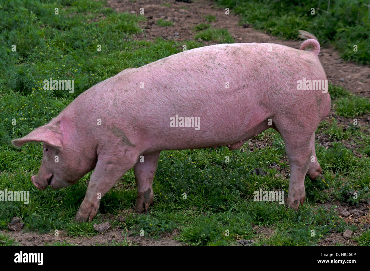 Large White Pig Kent Stock Photo Alamy