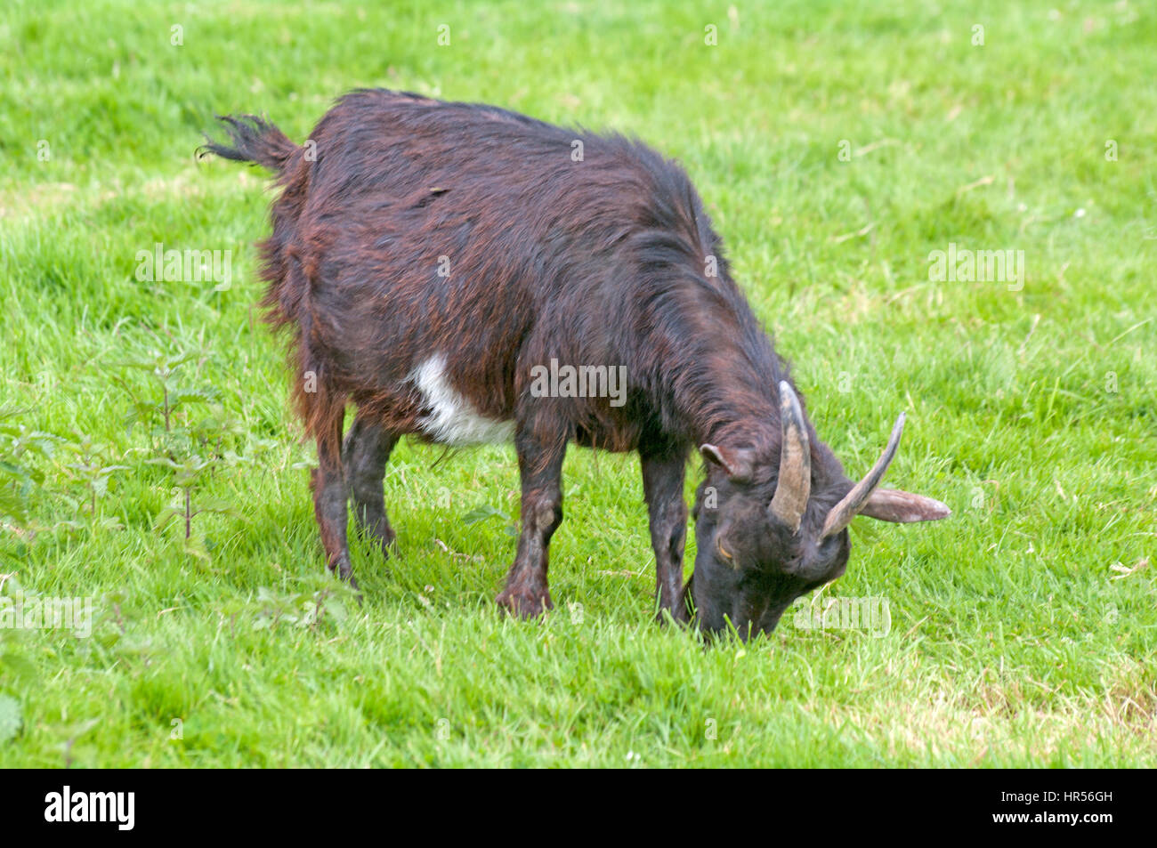 Pygmy Goat, Farming, Kent Stock Photo Alamy