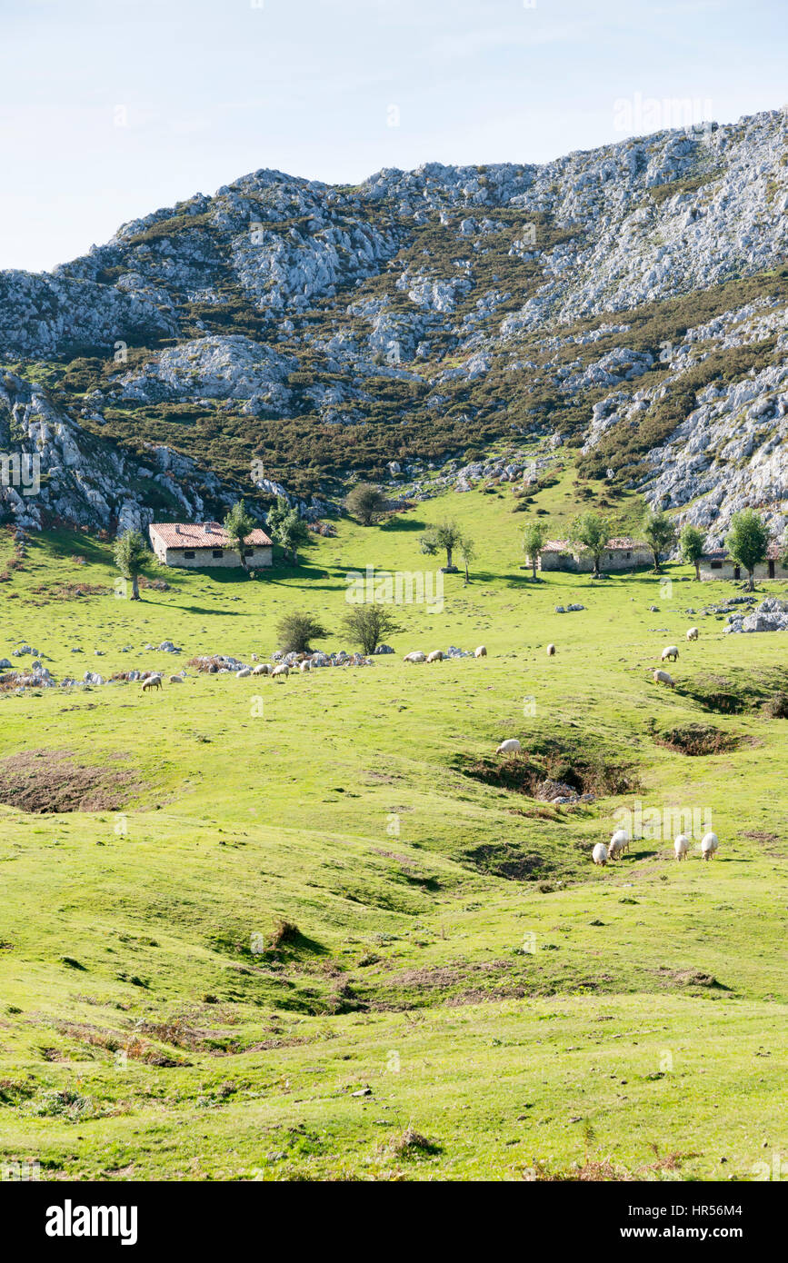 A landscape view of limestone hills and mountains in the Picos de Europa Asturias Spain Stock Photo