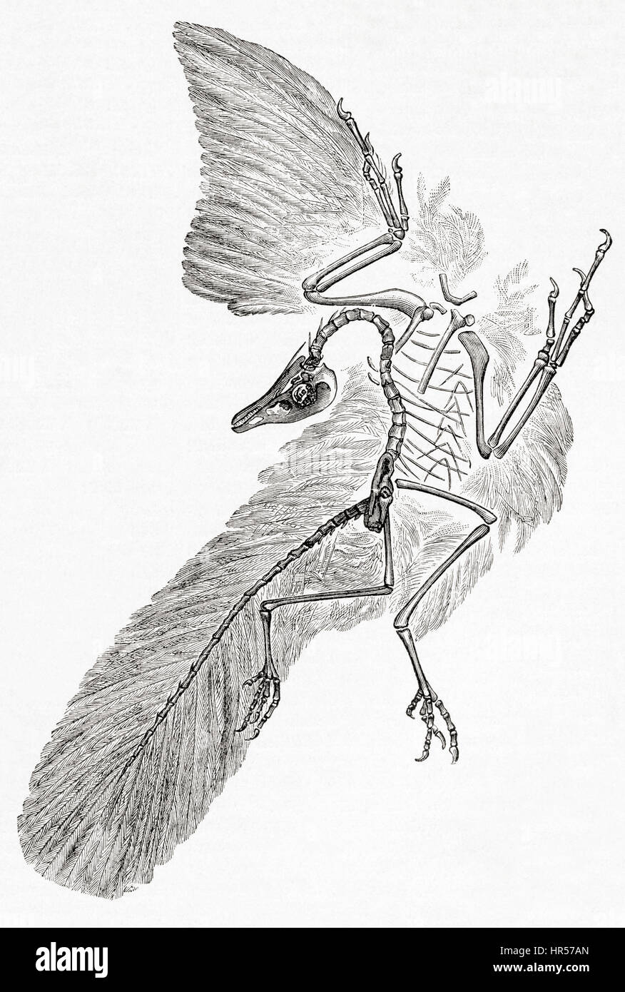 An Archaeopteryx,  genus of bird-like dinosaurs that is transitional between non-avian feathered dinosaurs and modern birds.  From Meyers Lexicon, published 1927. Stock Photo
