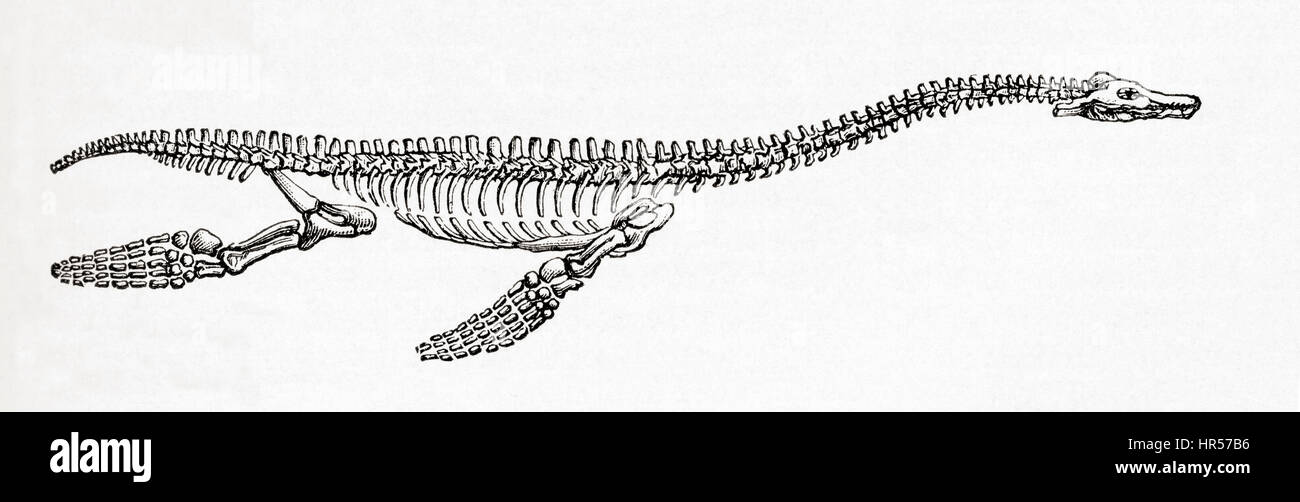 Skeleton of a Plesiosaurus, a genus of extinct, large marine sauropterygian reptile.   From Meyers Lexicon, published 1927. Stock Photo