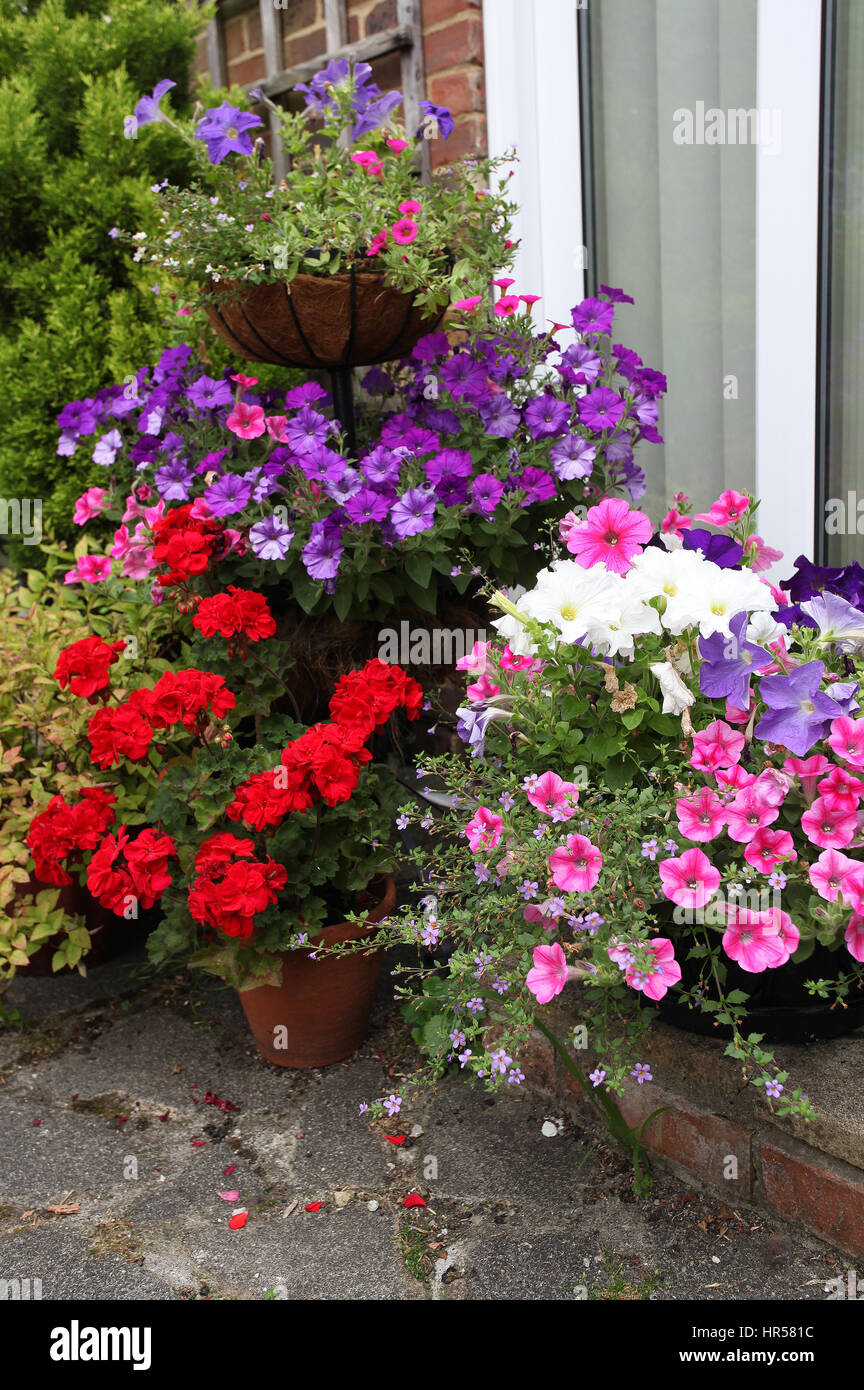 Colourful selection of bedding plants arranged on a patio Stock Photo