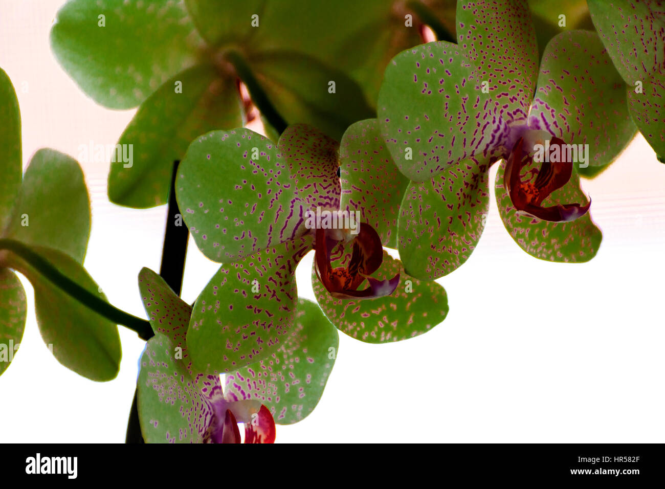 Orchids vibrant colors hi-res stock photography and images - Alamy