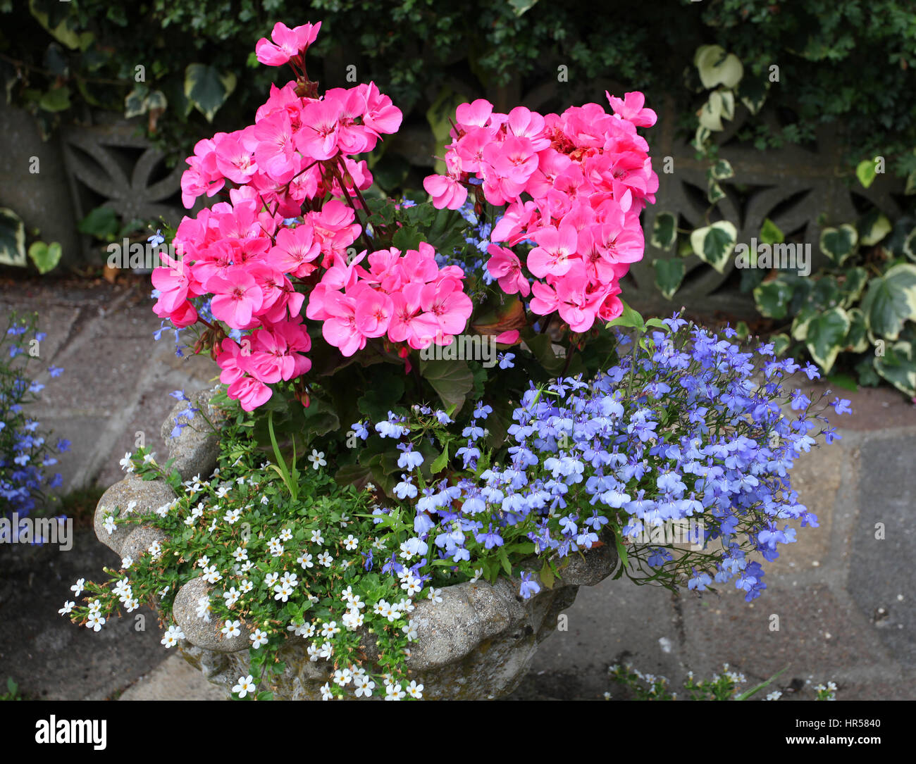Geraniums lobelia hires stock photography and images Alamy