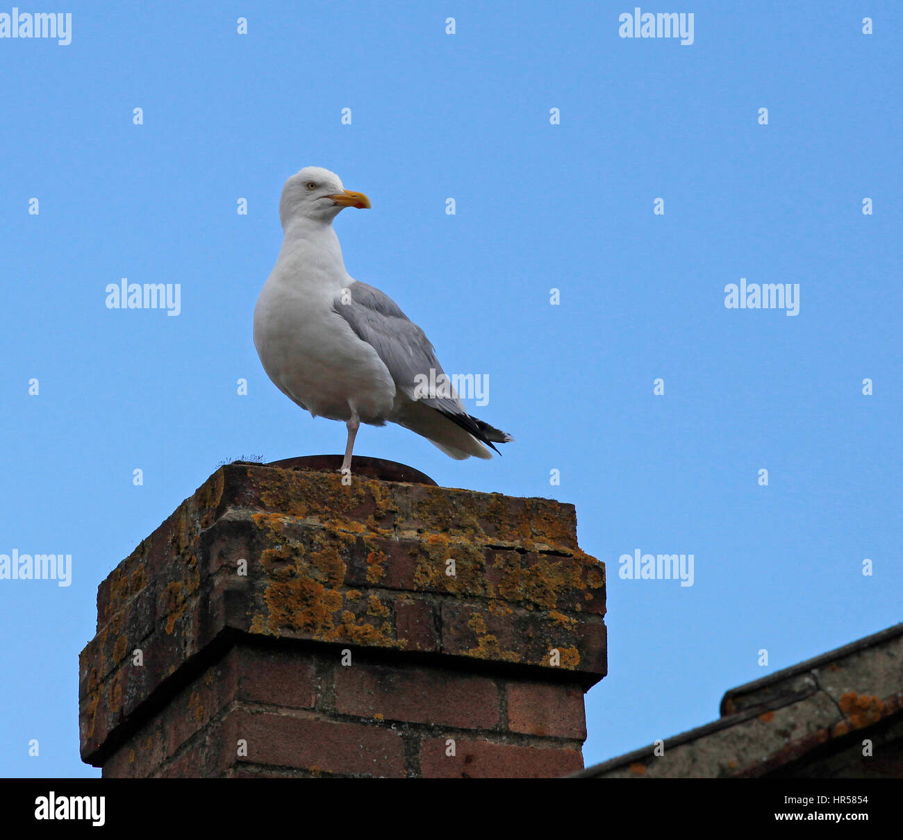 Adult Herring gull on a chimney Stock Photo