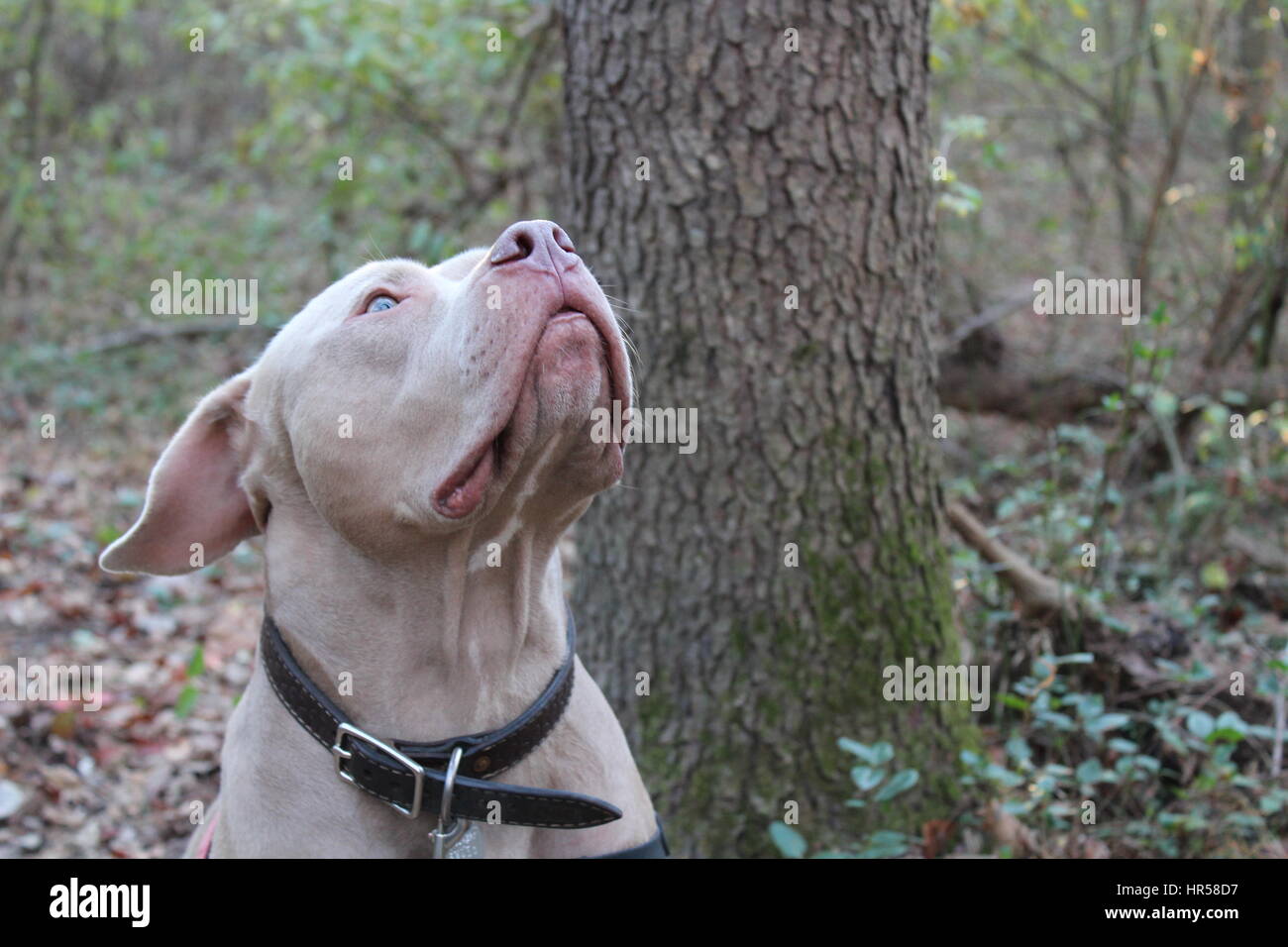 American Staffordshire Terrier. Pitbull Stock Photo