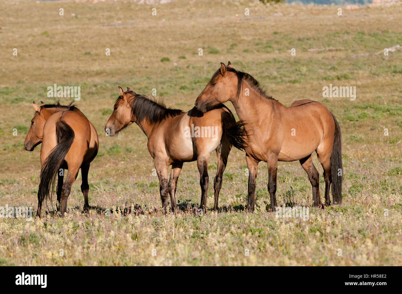 Wild horses (mustangs) in the  Pryor Mountains Wild Horse Range in southcentral Montana. Stock Photo