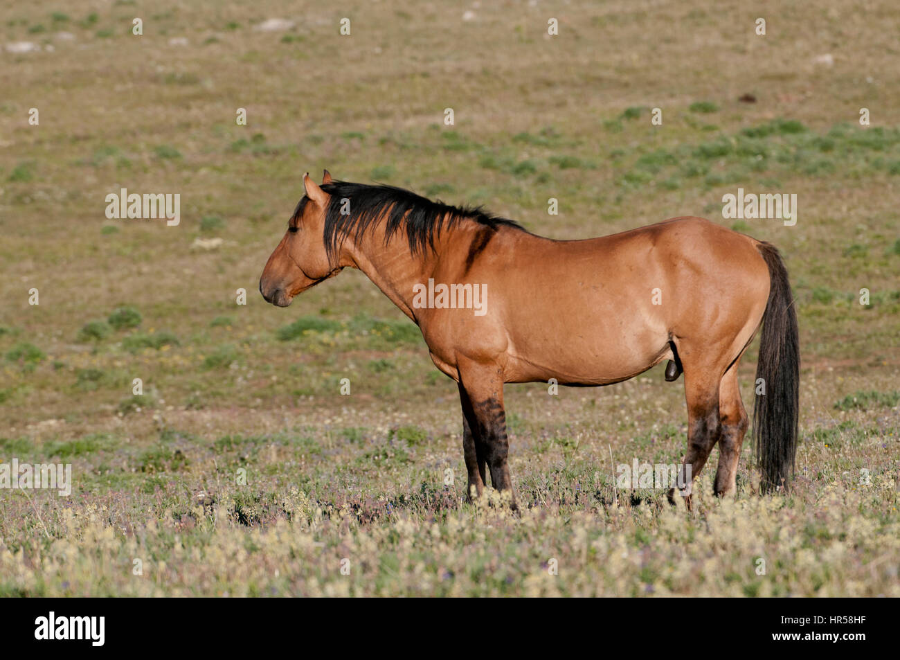 Pryor Mountains Mustang, Montana Stock Photo
