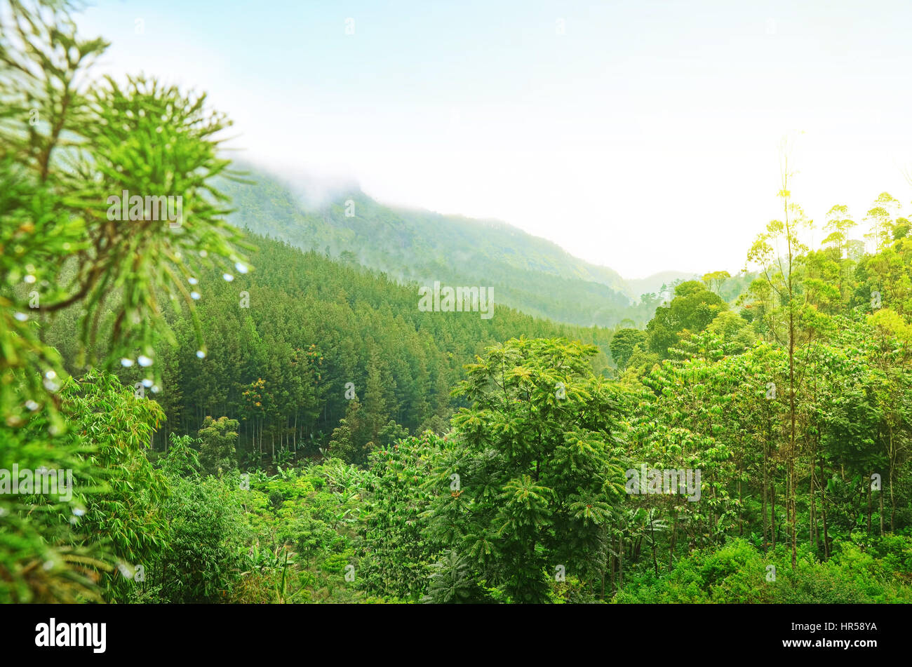 Hill covered lush and green forest in Bandung, West Java Stock Photo