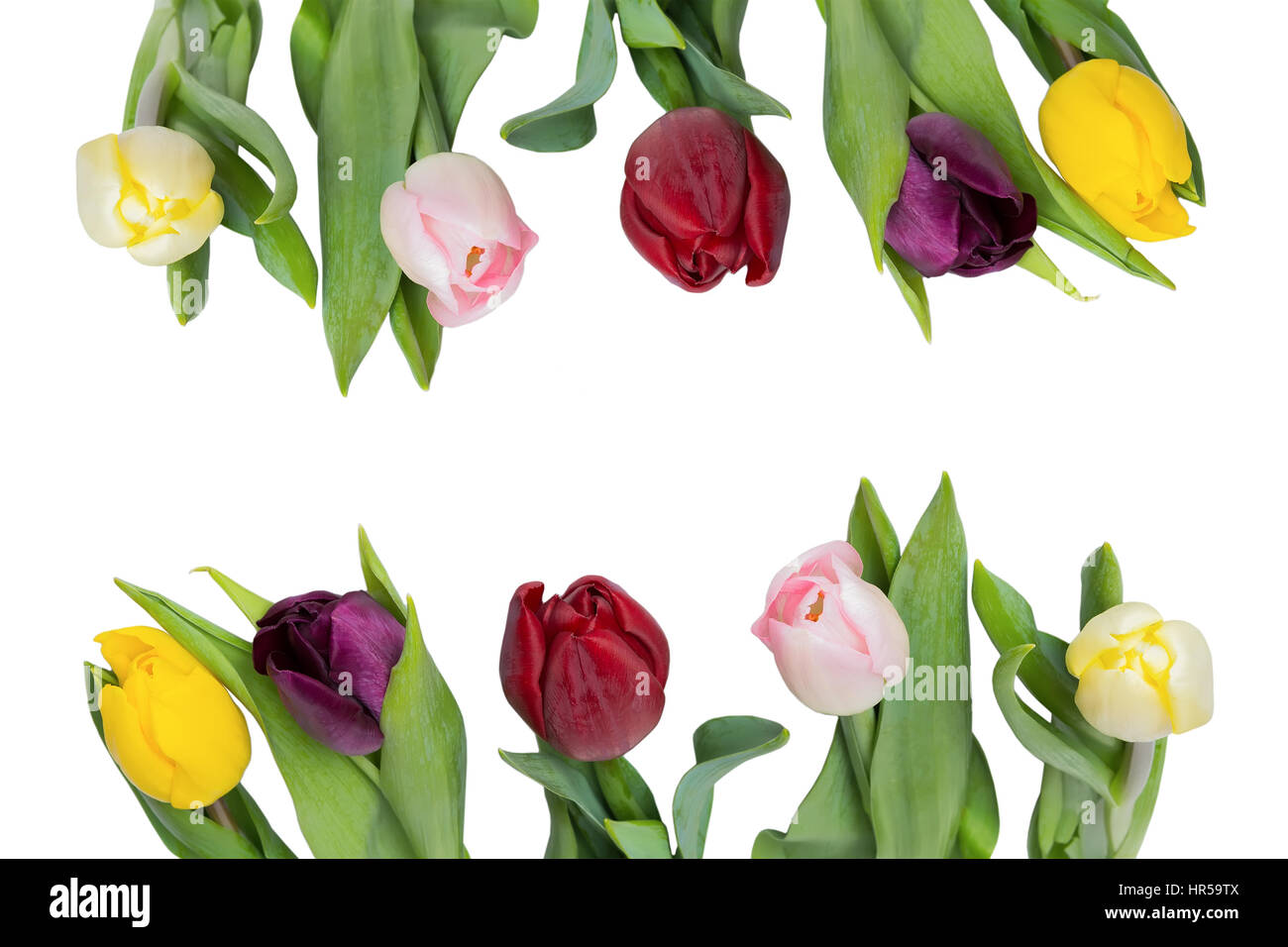 Tulip flower bouquet isolated on white background Stock Photo - Alamy