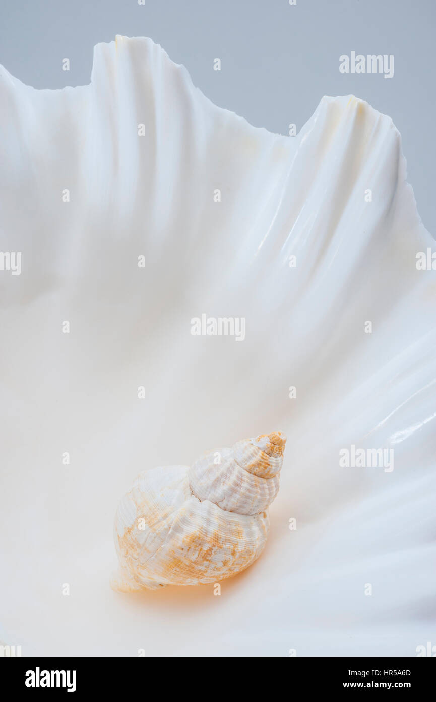 Whelk shell sitting in Half a ciant clam shell in the studio Stock Photo