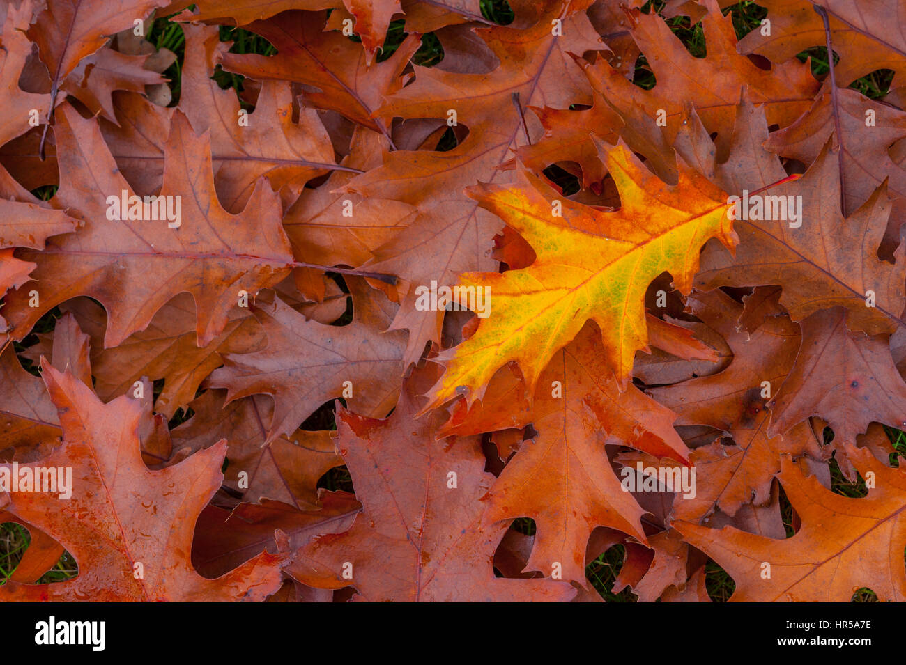 Yellow oak leaf sitting on a bed of brown oak leaves. Stock Photo