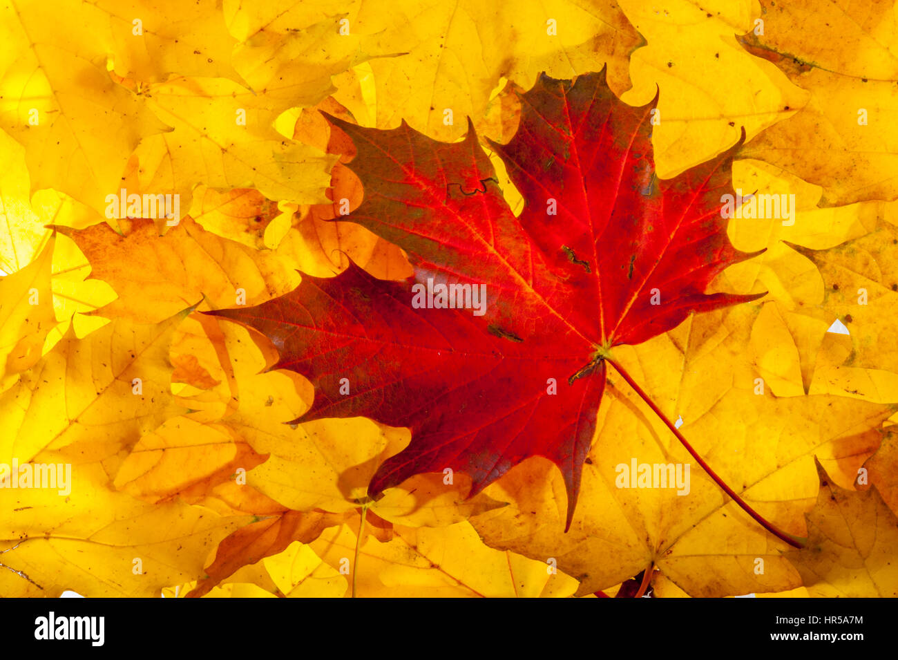 Red maple leaf on yellow maple leaves in the studio. Stock Photo