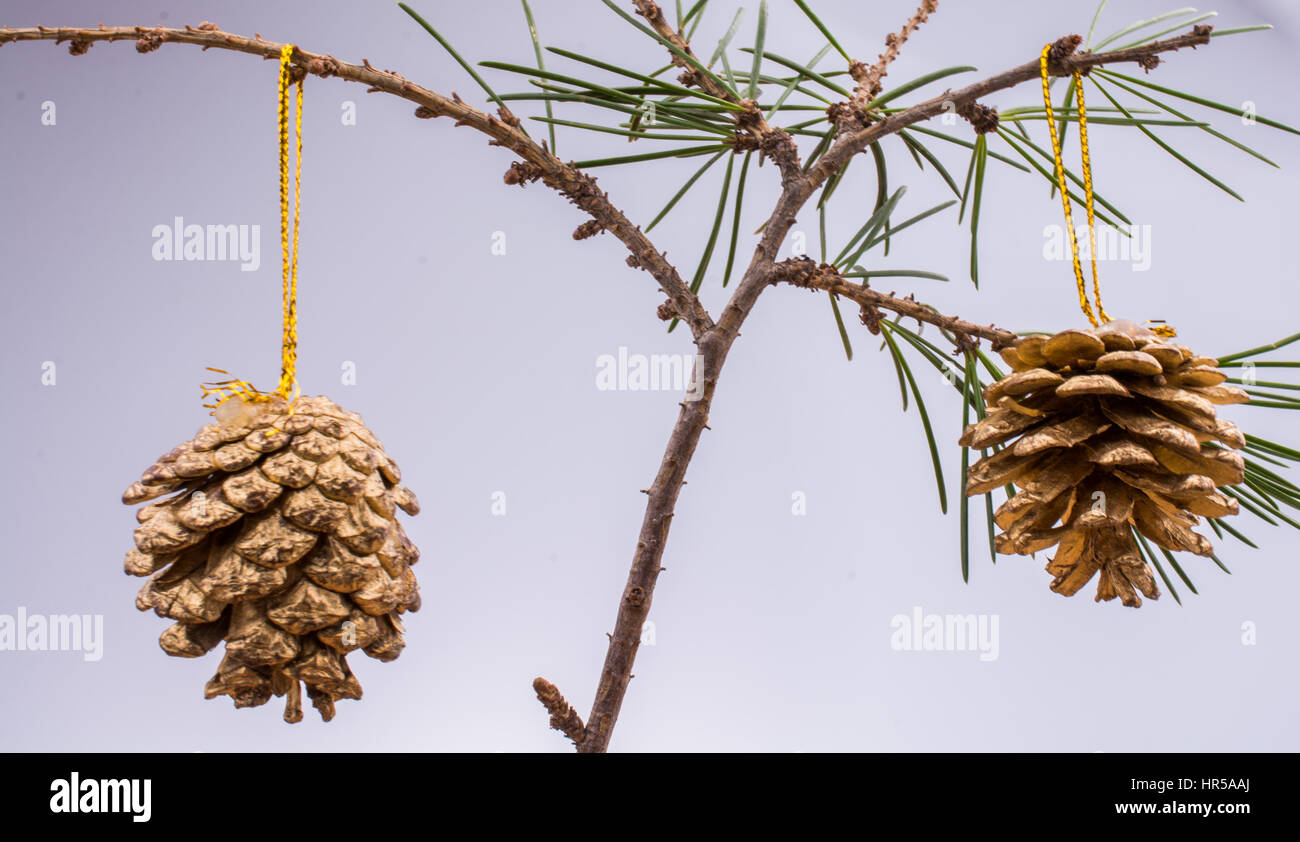Pine cones hanging on a pine tree brunch Stock Photo - Alamy