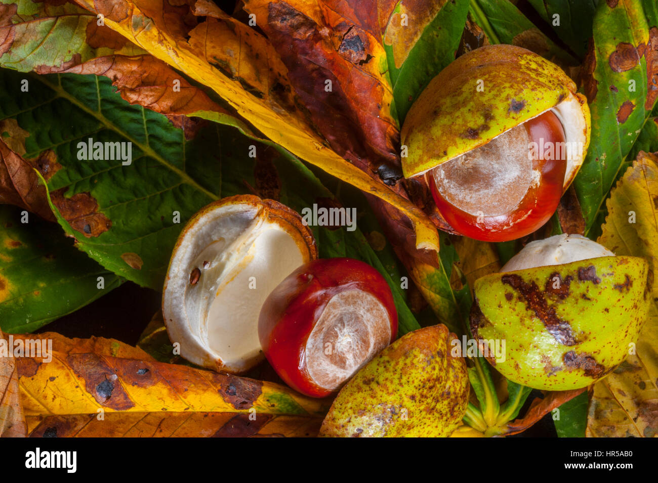 Horse chestnut conkers in the studio with Chestnut leave as a background. Stock Photo