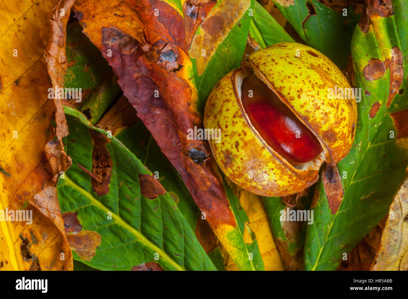 Horse chestnut conkers in the studio with Chestnut leave as a background. Stock Photo