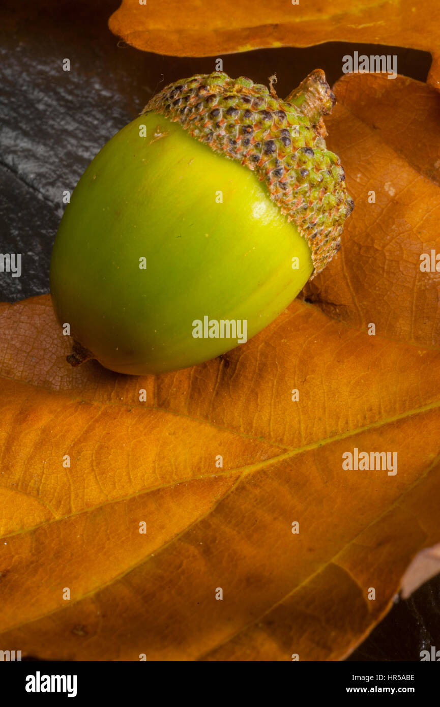 Green acorn in the studio with leaves as a background. Stock Photo