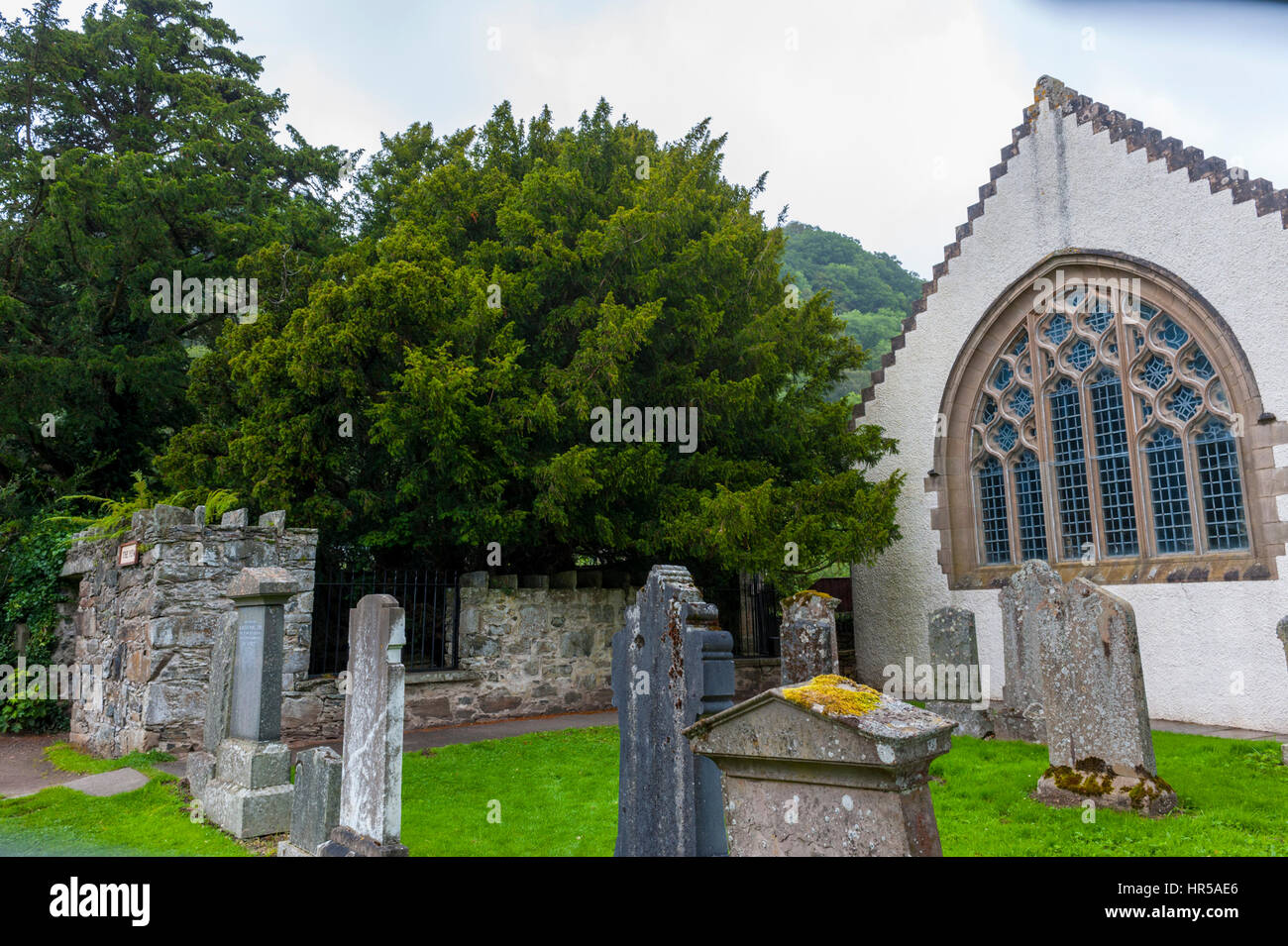 The Fortingall yew tree in the church yard of Fortingall church. at 5000 years old it is possibly the oldest living thing in europe. Stock Photo