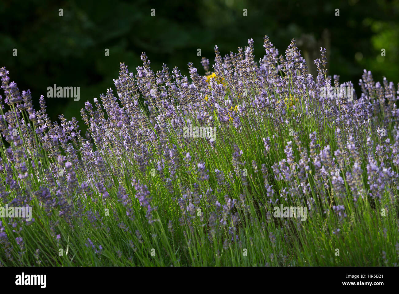 Echter Lavendel, Schmalblättriger Lavendel, Lavandula angustifolia, Lavandula officinalis, Lavandula vera, Lavender, common lavender, true lavender, n Stock Photo