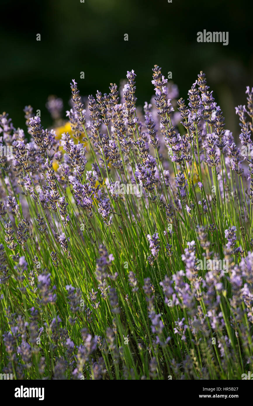 Echter Lavendel, Schmalblättriger Lavendel, Lavandula angustifolia, Lavandula officinalis, Lavandula vera, Lavender, common lavender, true lavender, n Stock Photo