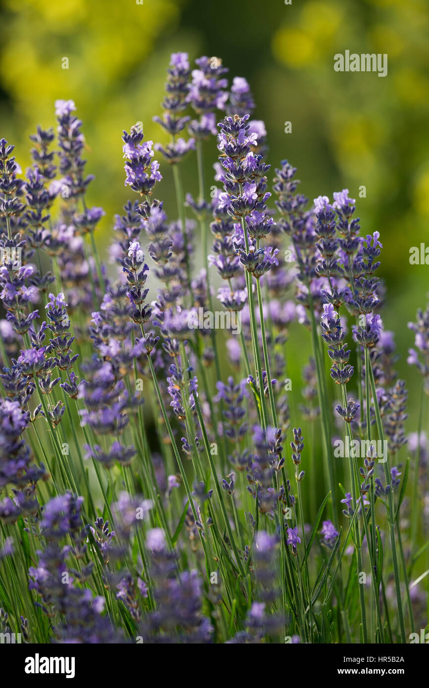 Echter Lavendel, Schmalblättriger Lavendel, Lavandula angustifolia, Lavandula officinalis, Lavandula vera, Lavender, common lavender, true lavender, n Stock Photo
