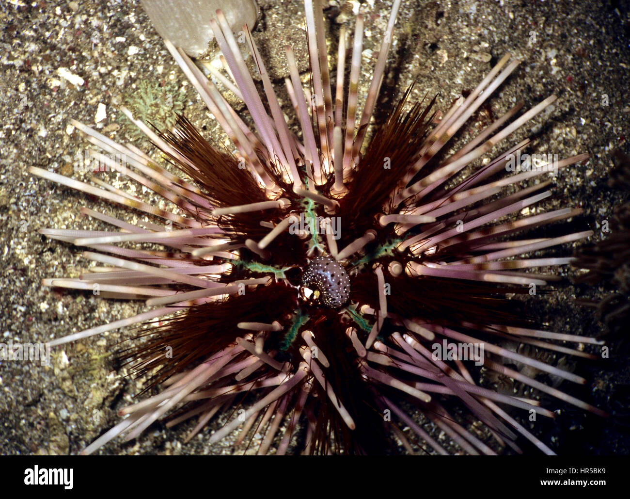 Double-spined sea urchin (Echinothrix calamaris). As is the case with all sea urchins, this species feeds on algae - mainly at night. Bali, Indonesia. Stock Photo