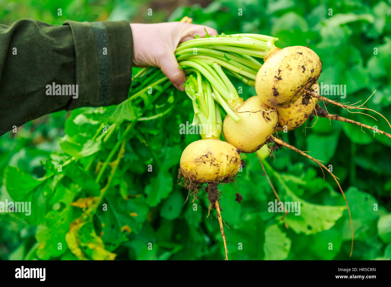Female hand holding young turnips in closeup Stock Photo Alamy