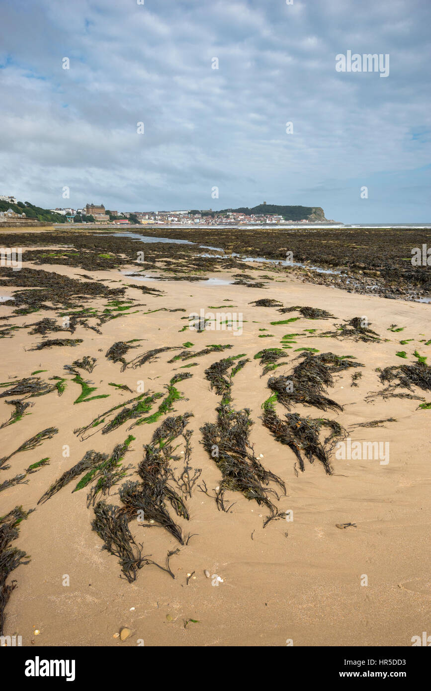 Beach at Scarborough on the coast of North Yorkshire, England. A well known historic seaside town. Stock Photo
