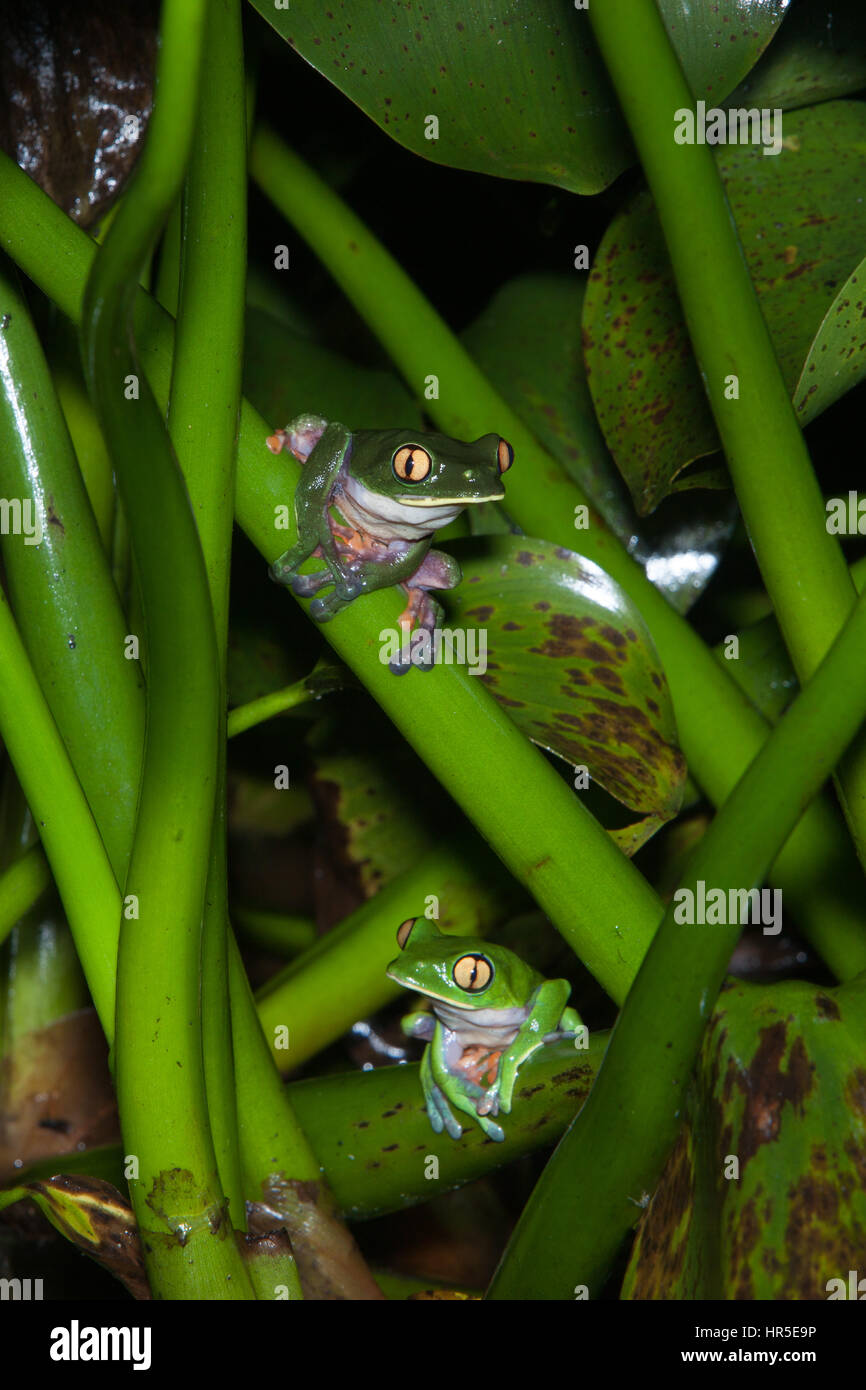 The Bluesided Leaf Frog or Yelloweyed or Orangeeyed Tree Frog