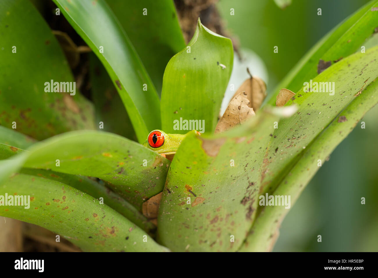 ARed--eyed Tree Frog  or Red-eyed Leaf Frog,  Agalychnis callidryas, peeks from inside a bromeliad in Costa Rica. Stock Photo