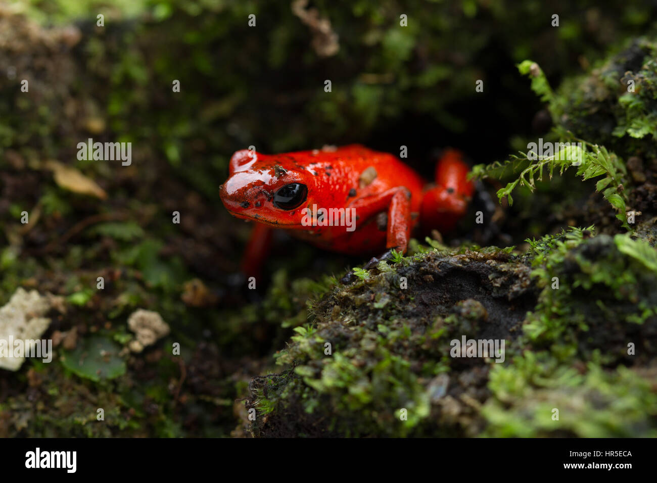 Strawberry or Blue Jeans Poison Dart Frog, Oophagia pumilio, formerly Dendrobates pumilio, is a tiny poison frog in the rainforests of Costa Rica.  It Stock Photo
