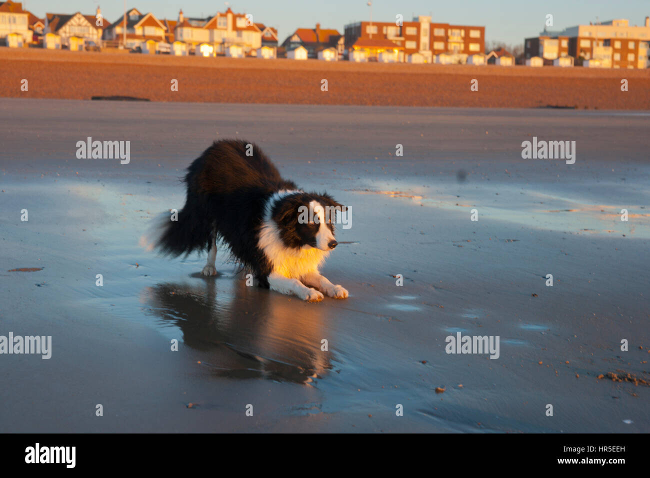 Border Collie, dog, waiting for ball to be thrown on the beach at sunrise Stock Photo