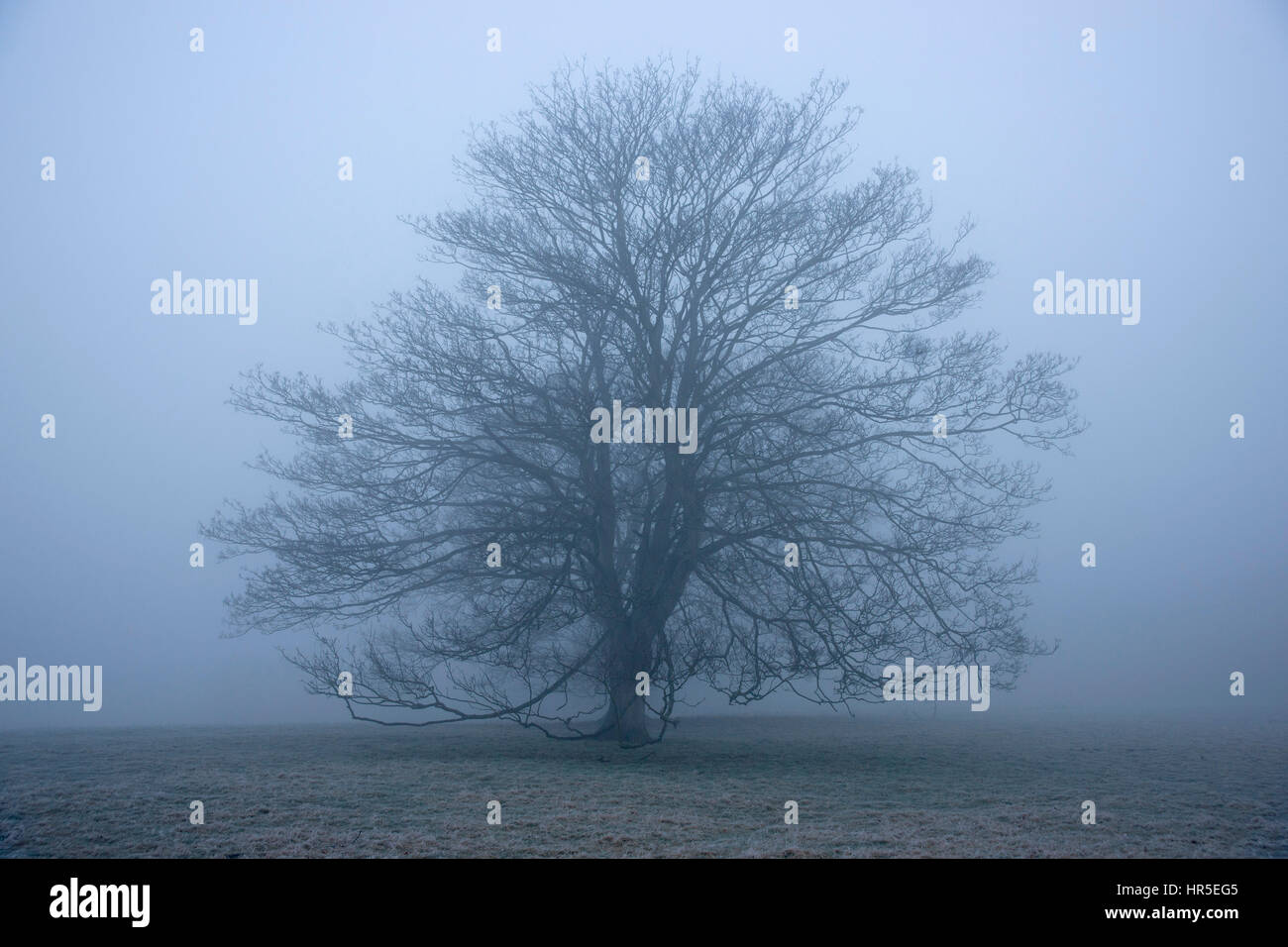 oak tree standing alone in a field in dense fog Stock Photo