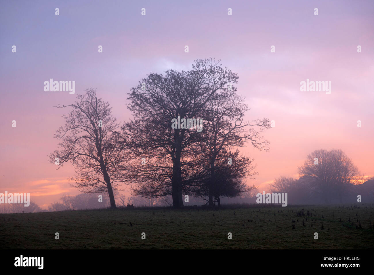 Trees in a field at sunrise in winter Stock Photo