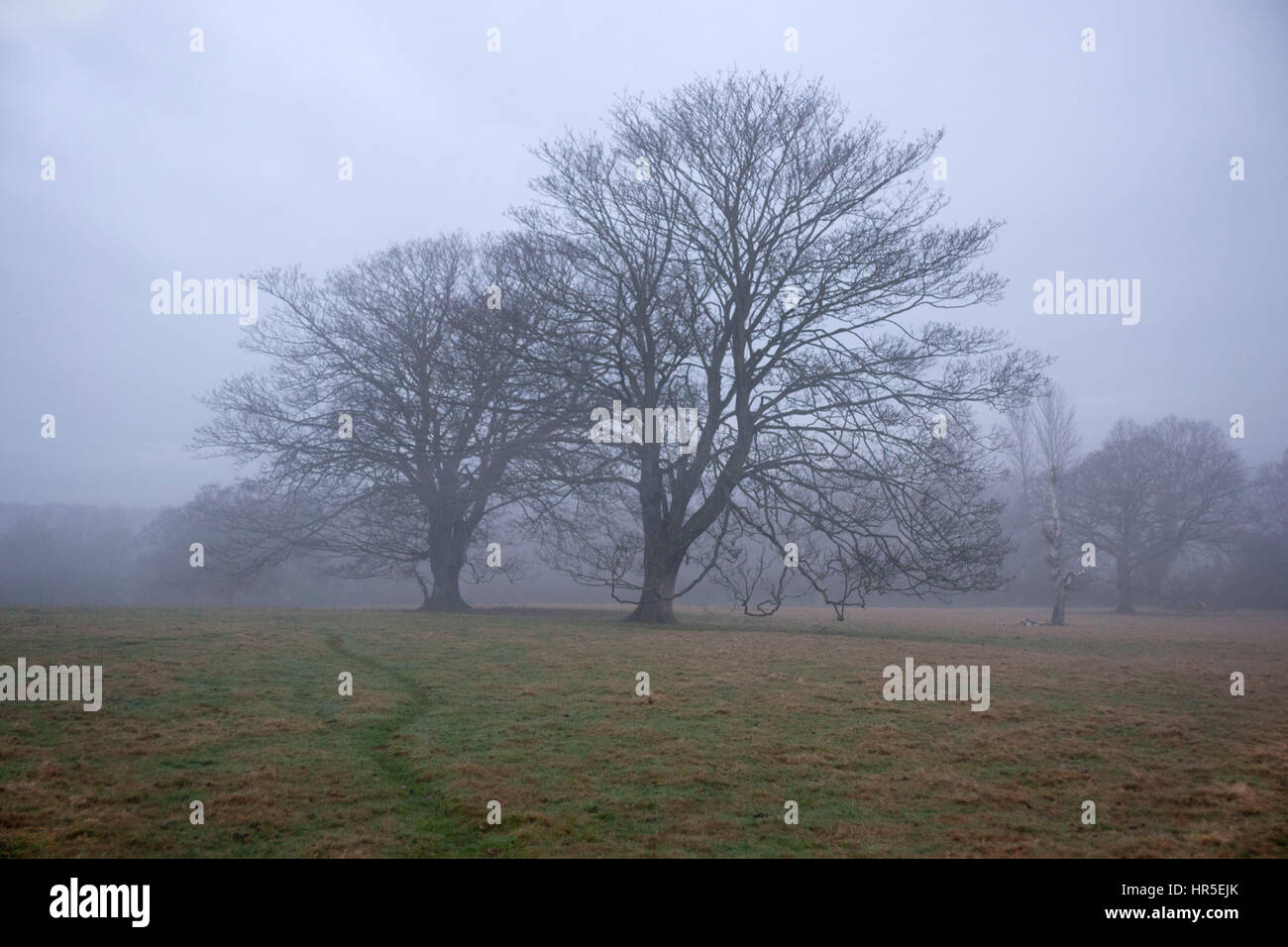 two oak trees in a field in the fog with badger track Stock Photo