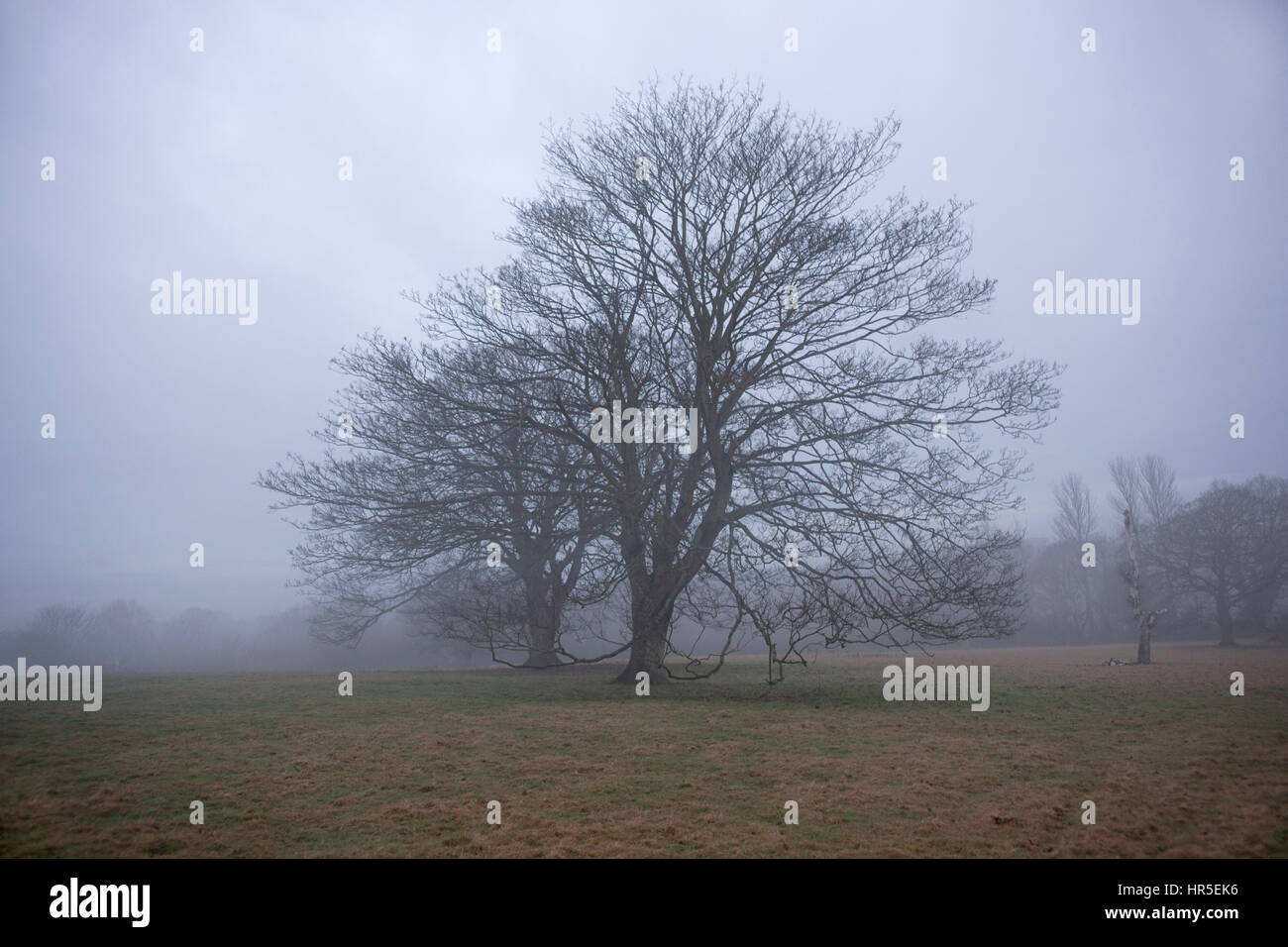 two oak trees in a field in the fog with badger track Stock Photo - Alamy