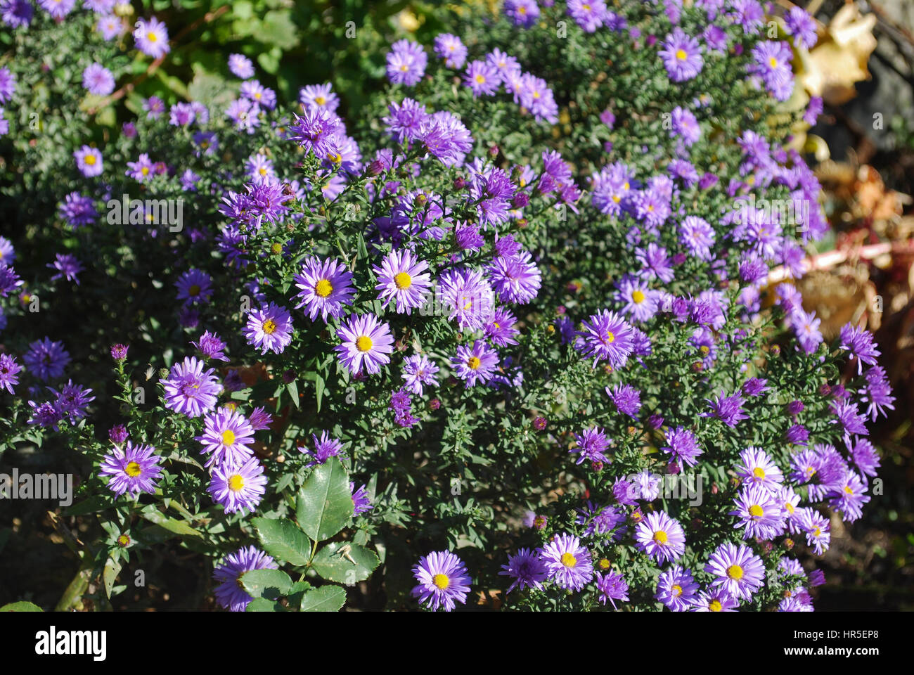Aster alpinus 'Dunkle Shone' (Dark Beauty) blossoming. Decorative plants for autumn garden. Stock Photo