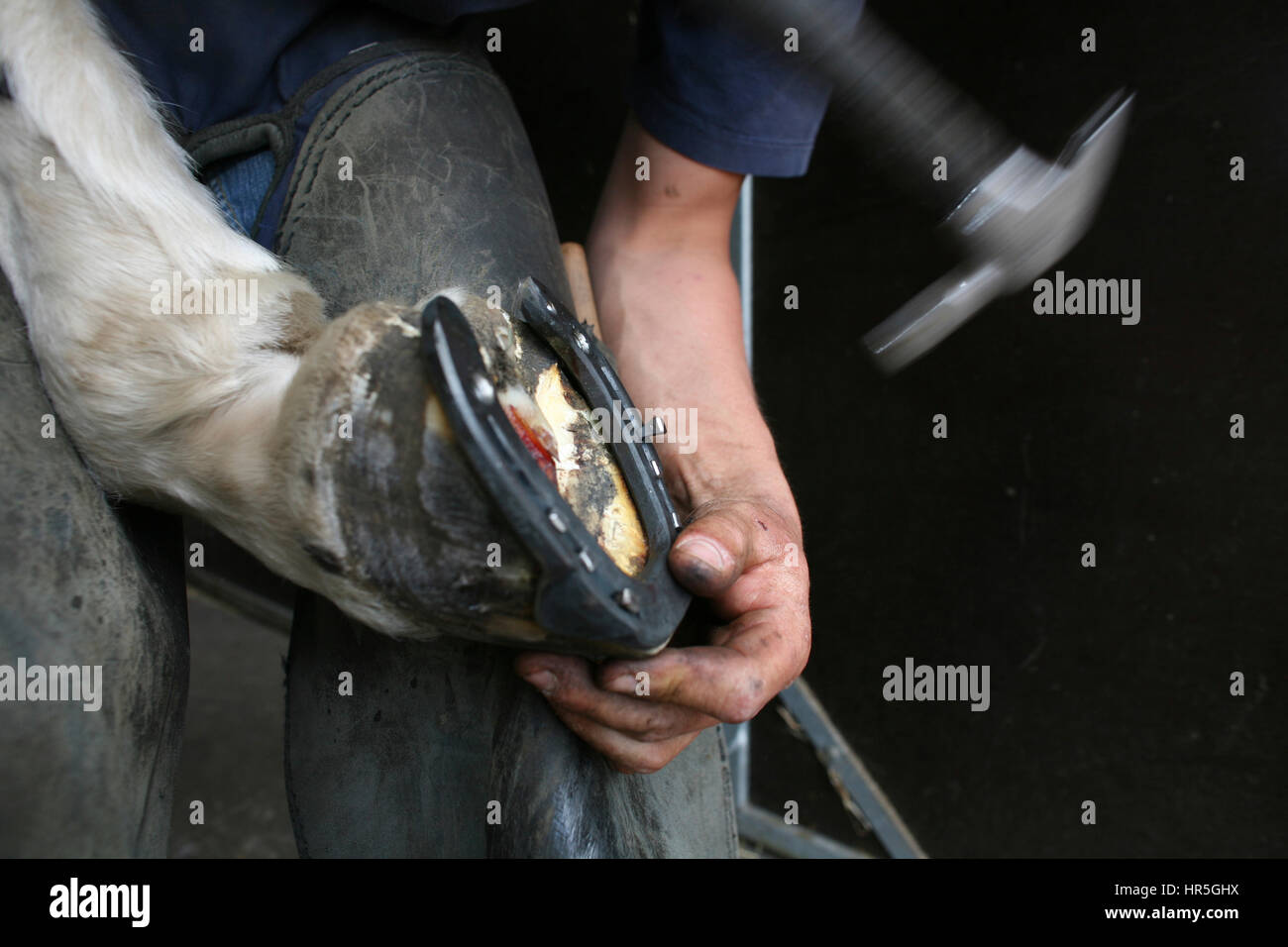 Farrier at work Stock Photo Alamy