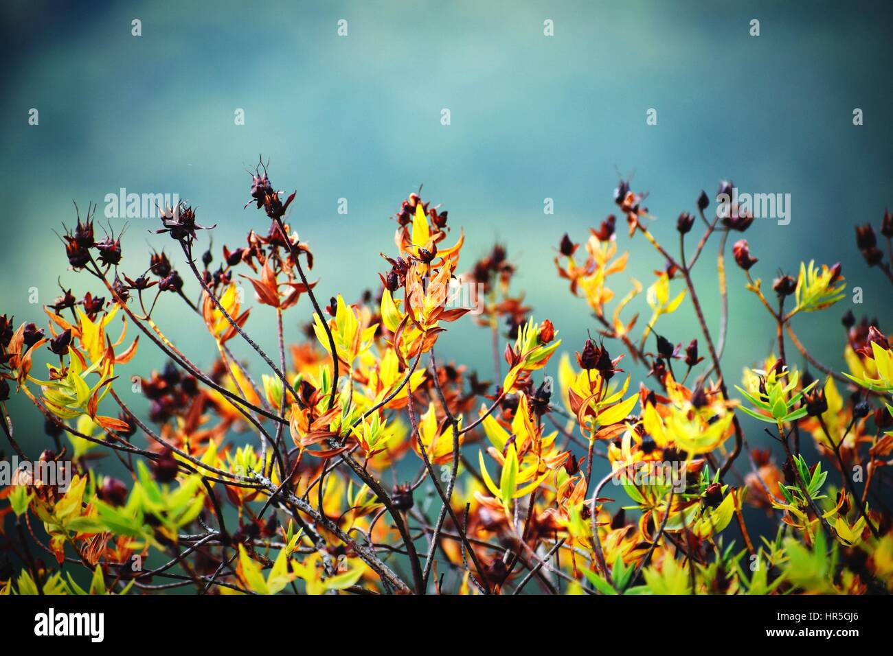 Wild Flowers Stock Photo