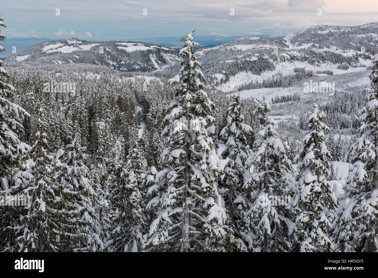 Snow covered mountains and trees Stock Photo - Alamy