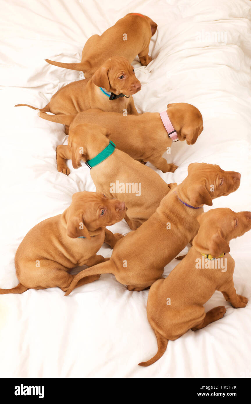 Weimaraner Puppies on the bed Stock Photo Alamy