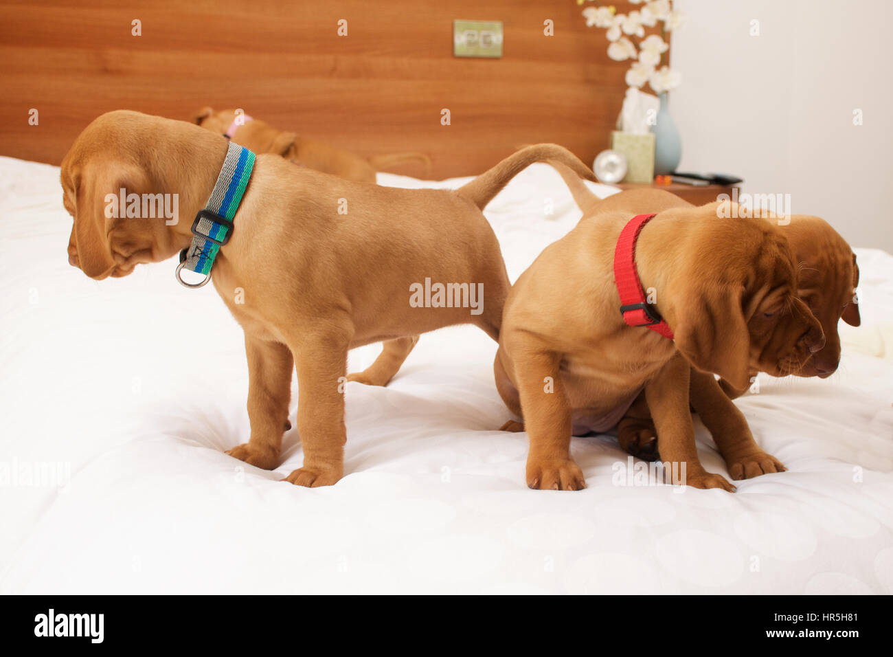 Weimaraner Puppies on the bed Stock Photo Alamy